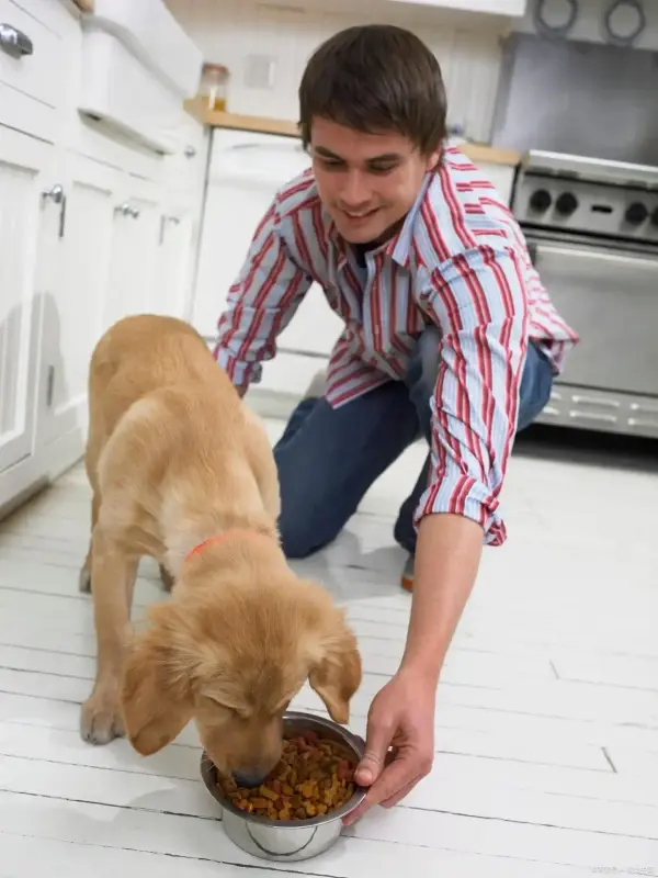 Best Dog Food for Sensitive Stomach and Diarrhea