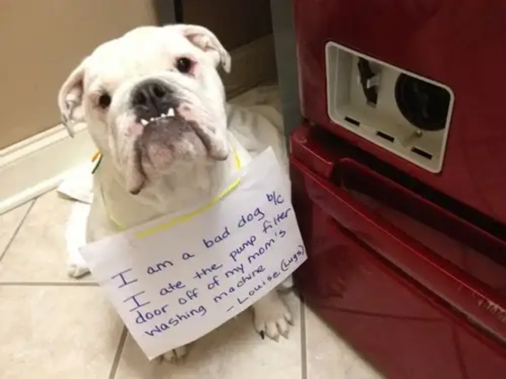 Dog For A Happy Life