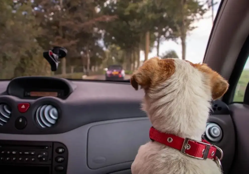 Dog For A Happy Life