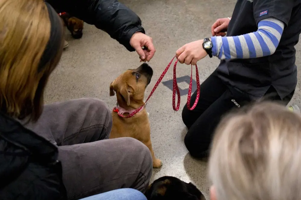 First Time Puppy Vet Visit