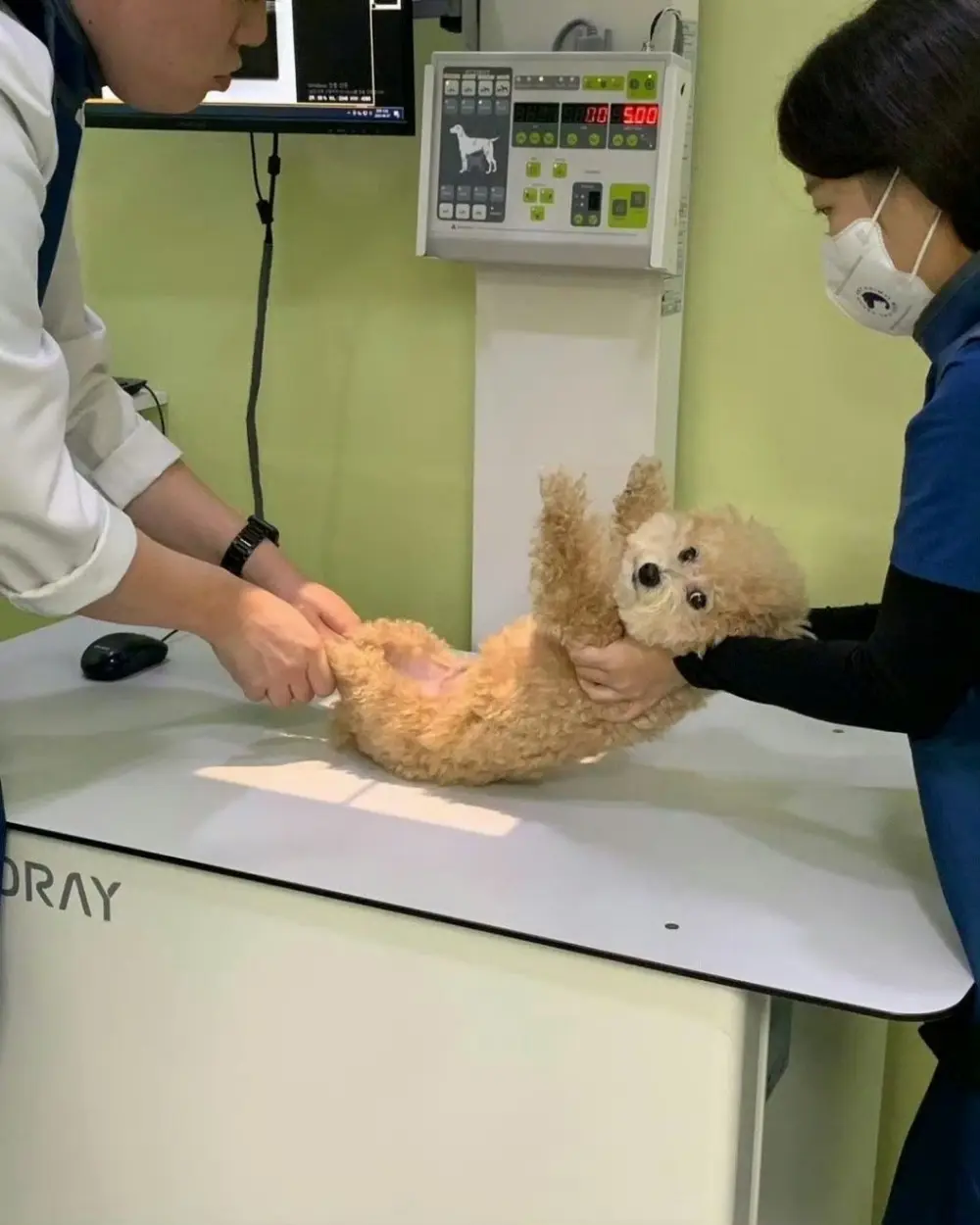 First Time Puppy Vet Visit