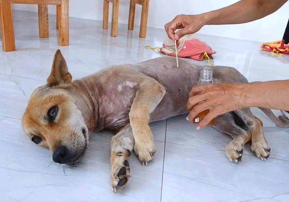 First Time Puppy Vet Visit