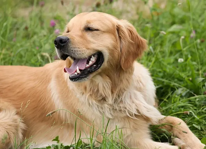 Golden Retriever Dog Health