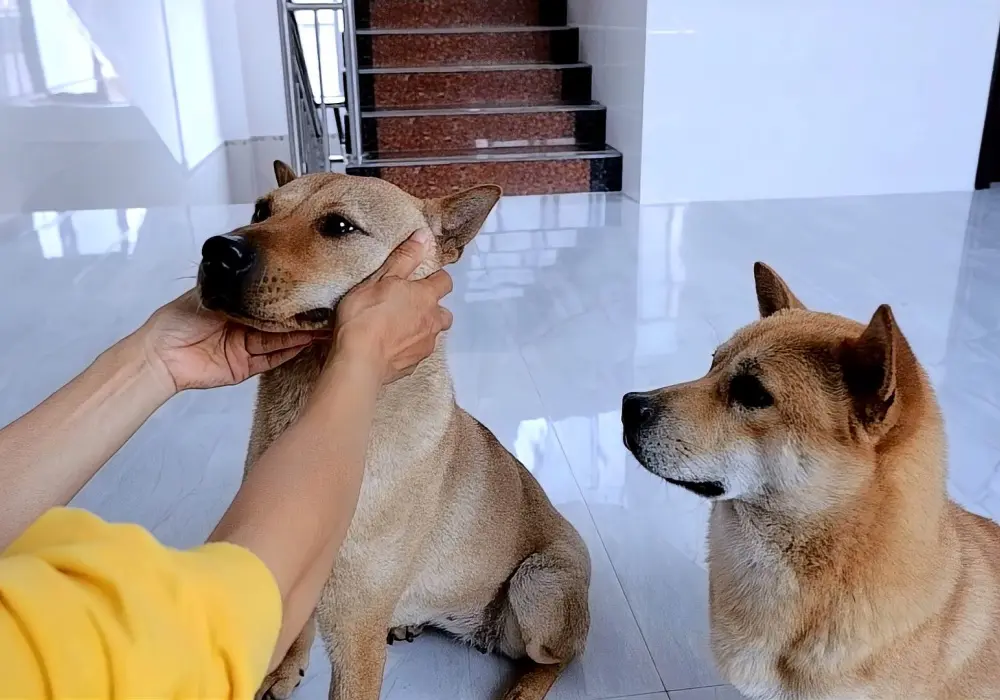 Dog Guarding Owner Behavior