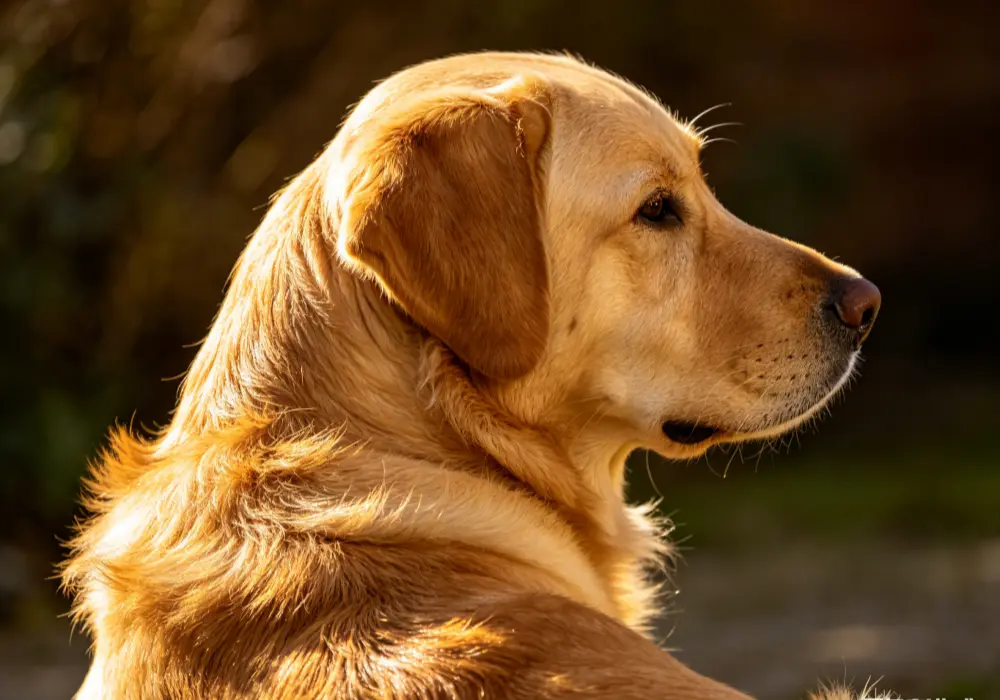 Dog foods with omega 3 fatty acids