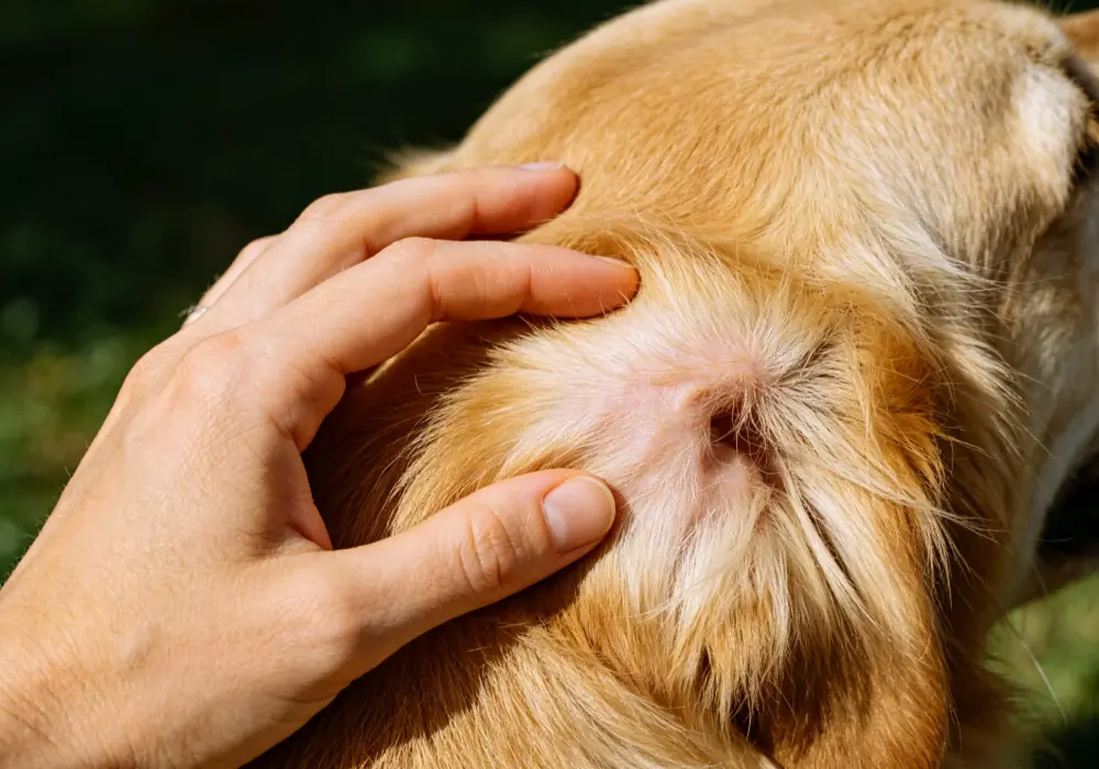 Dog foods with omega 3 fatty acids