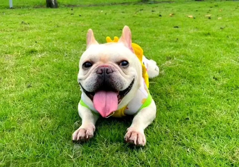 Small Dog Dental Crisis