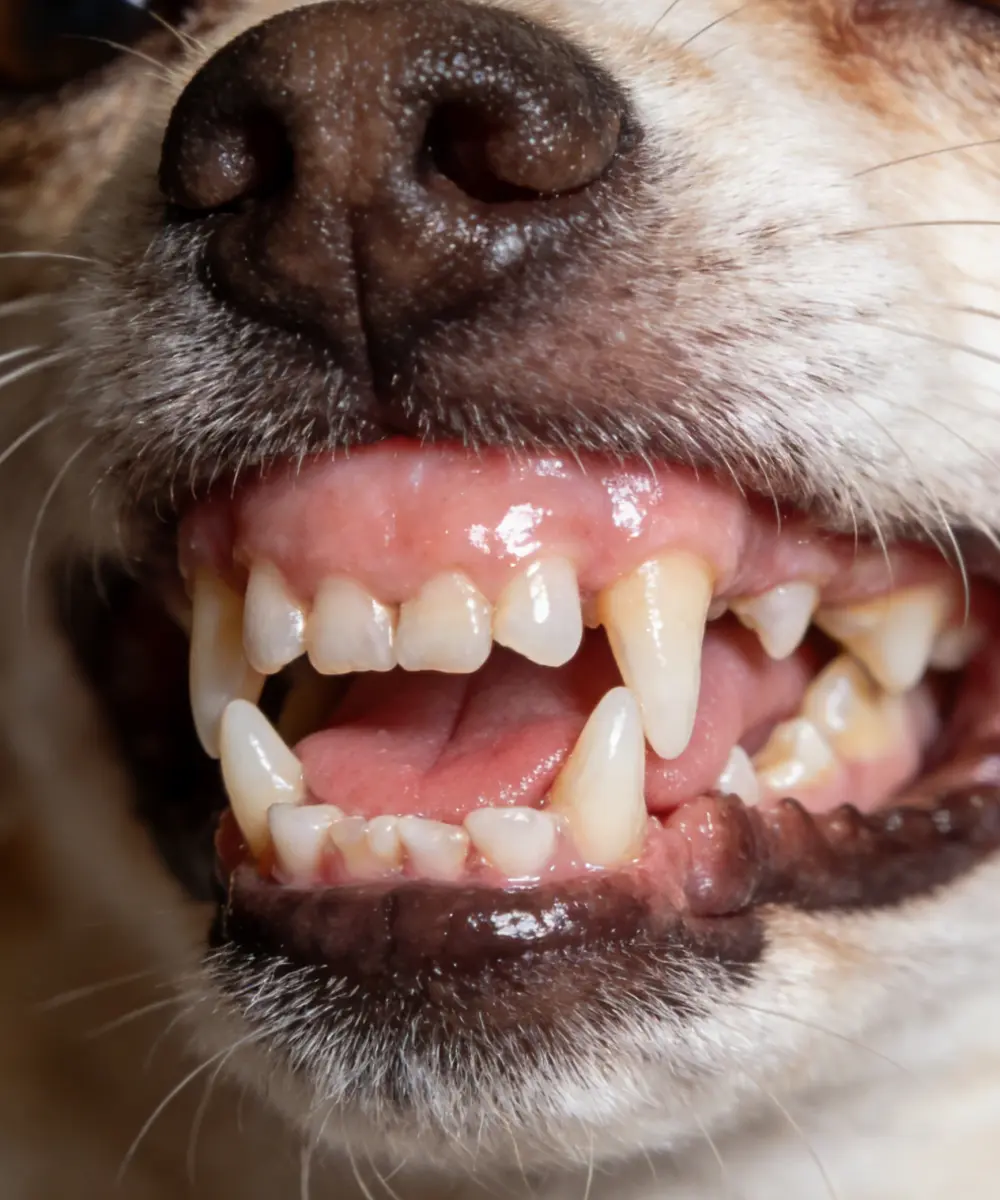 Small Dog Dental Crisis