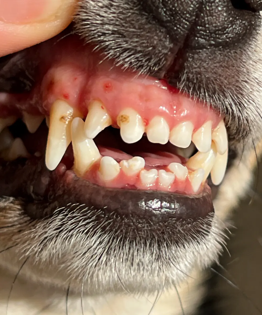 Small Dog Dental Crisis1