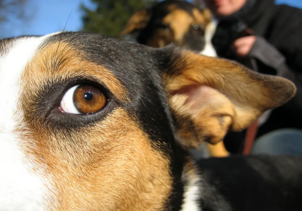 dog behavior problems