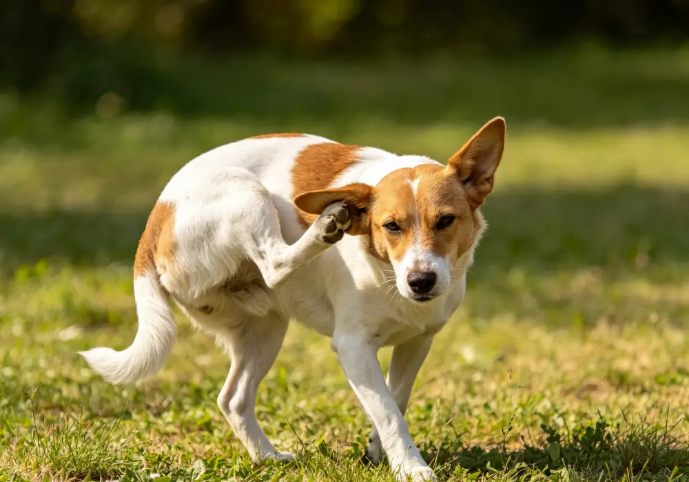 Dog scratching its ear and shaking its head as possible signs of an ear infection