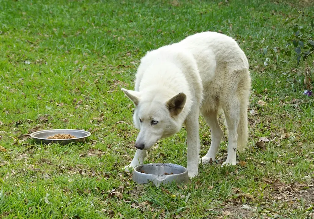 Dog beside two food bowls during a gradual diet transition