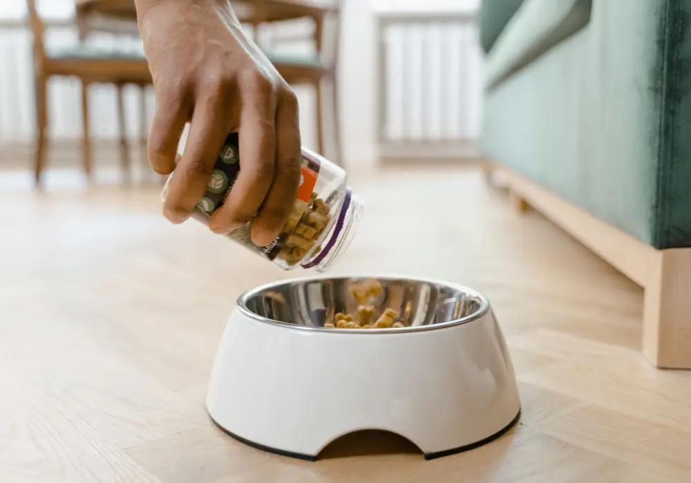 Owner preparing a small, easy-to-eat meal for a dog