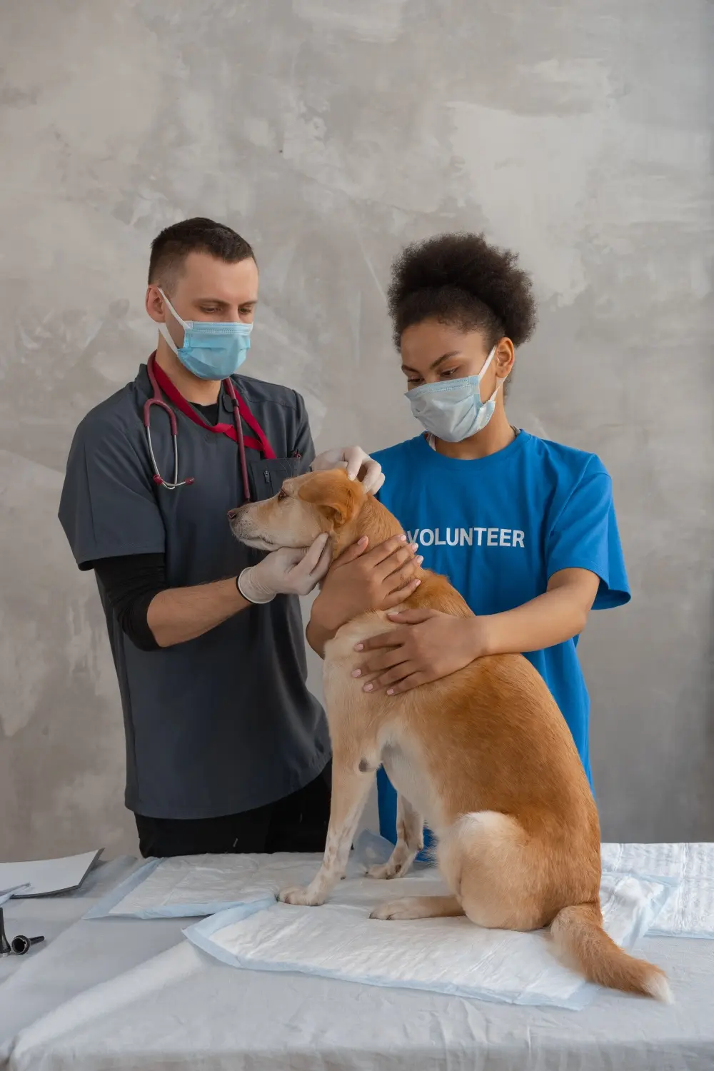 Veterinarian examining a dog with gastroenteritis symptoms
