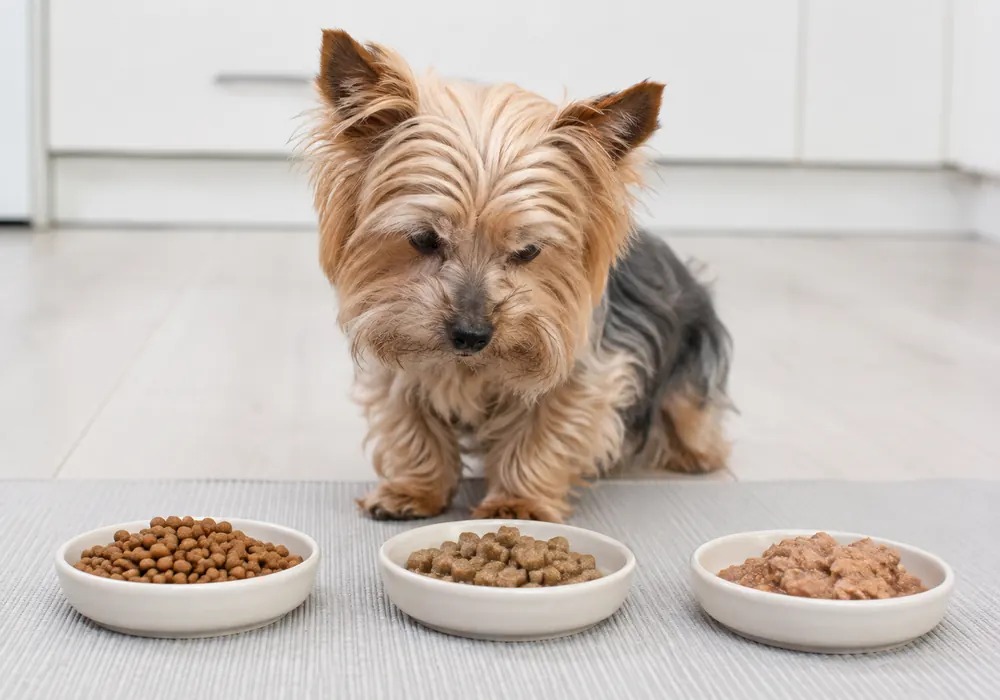 Dry wet and softened food options for a senior Yorkie